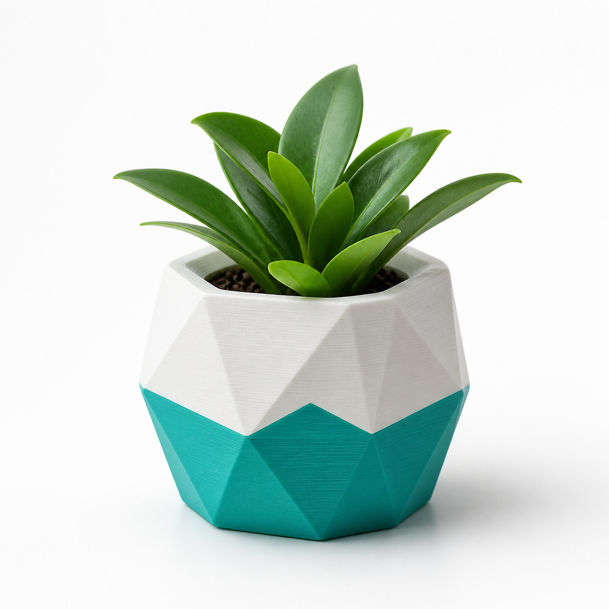 Chậu cây mini